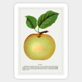 Mann Apple Lithograph (1900) Sticker